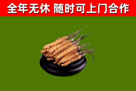 环翠回收冬虫夏草